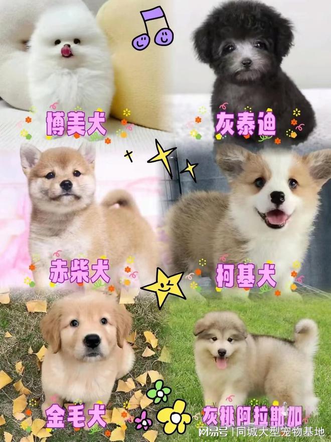 上海哪里有正规犬舍猫舍这里可以线下实体店挑选宠物！(图3)