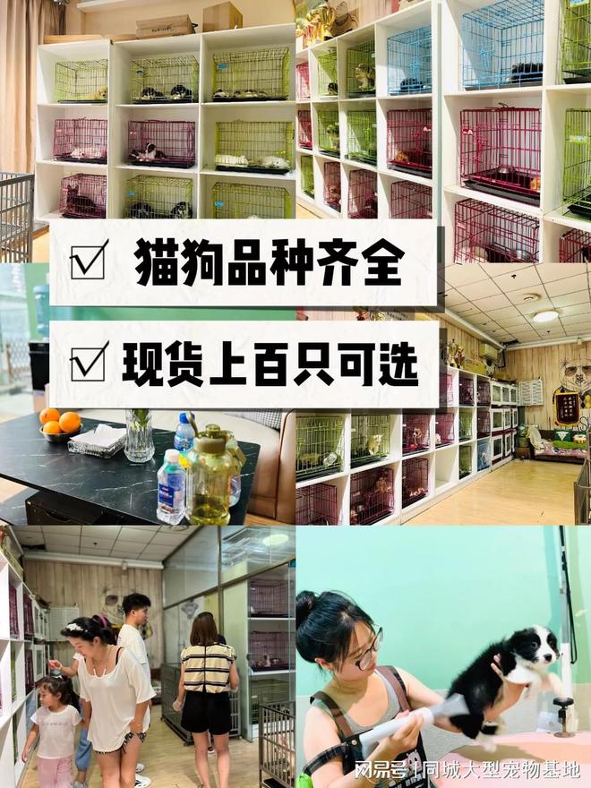 上海哪里有正规犬舍猫舍这里可以线下实体店挑选宠物！(图4)